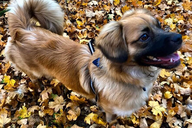 Dachshund Pekingese mix