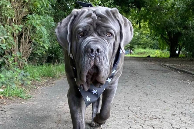 Flat-Faced Dog Breeds: Neopolitan Mastiff