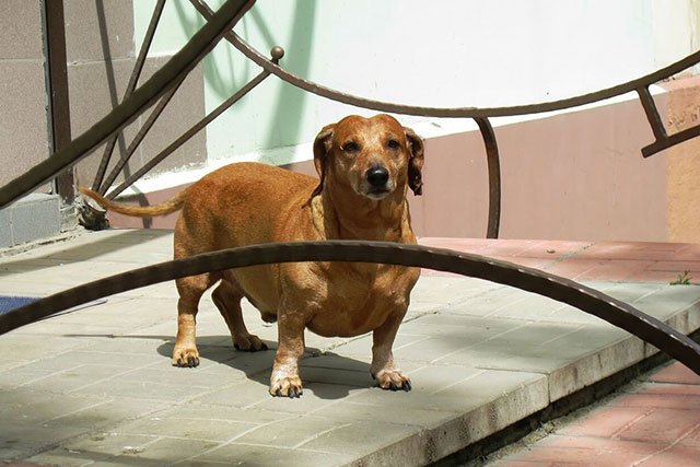 An obese dachshund. Obesity is a serious factor that affects negatively your dachshund lifespan