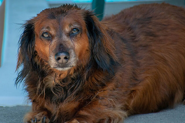 dachshund obesity