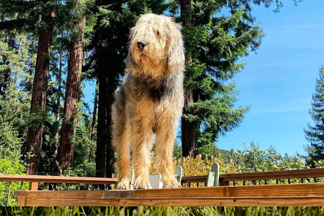 Fluffy Dog Breeds Otterhound