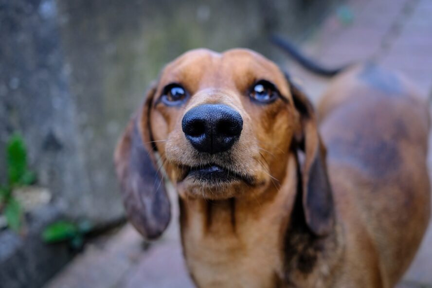 dachshund rescues cover