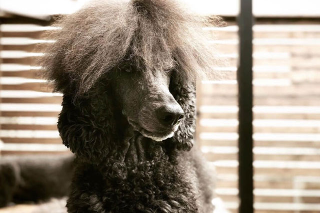 Dogs with human faces: Poodle
