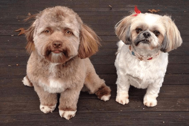 dogs with human faces: Yogi, Shih-Poo