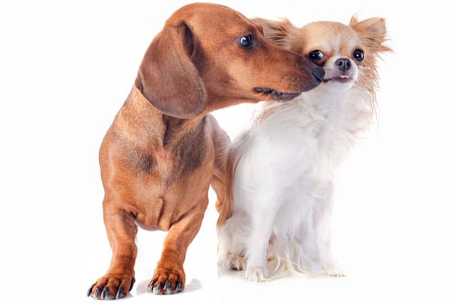 Short-haired dachshund and chihuahua