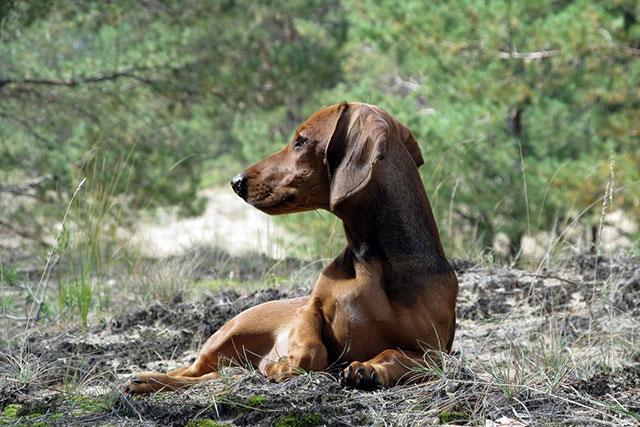 smooth haired dachshund in the forest