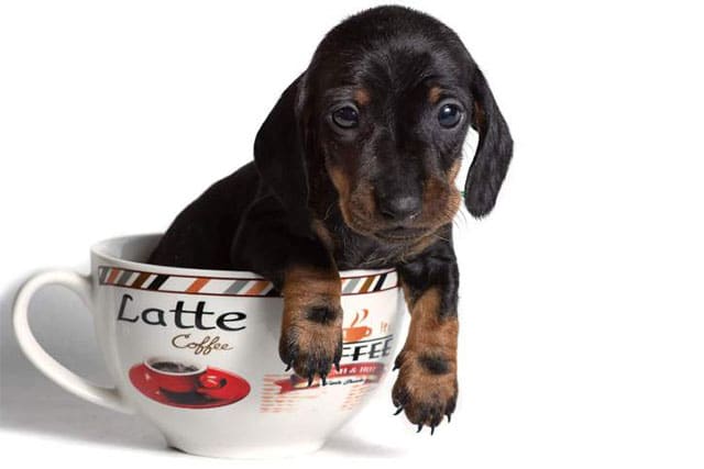 teacup dachshund