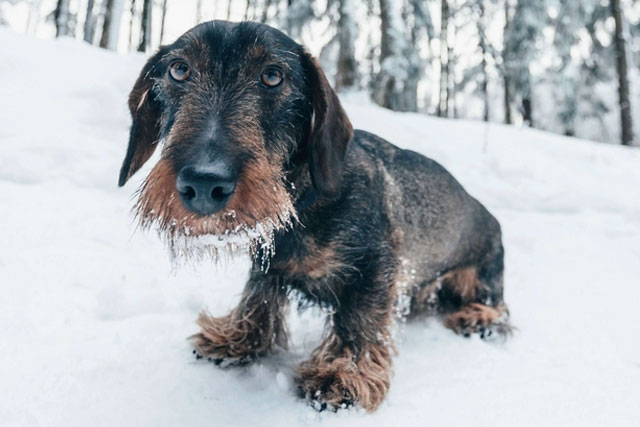 Train Your Dachshunds