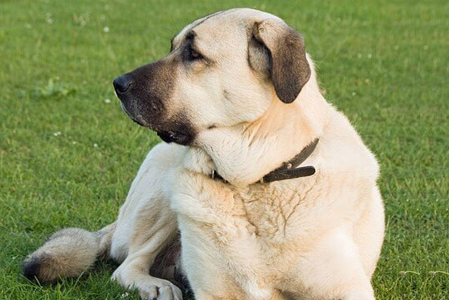 Anatolian Shepherd - Bite force 743 PSI