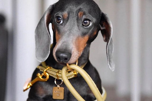 Blue Dachshund: Genetics