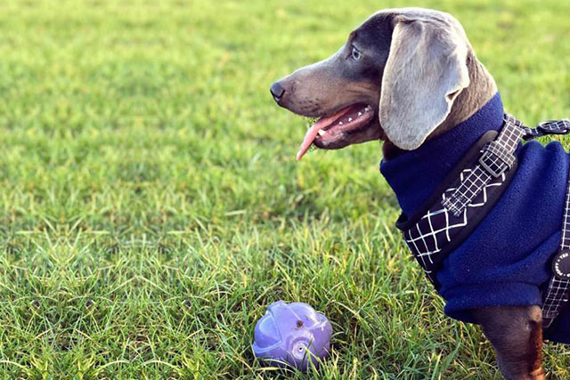 Blue Dachshund Health