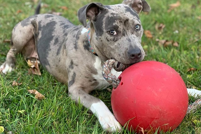 Blue Merle Pit Bull Health