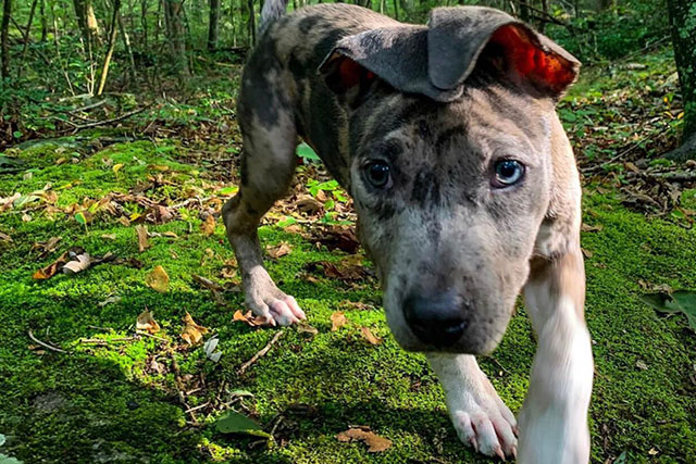 Blue Merle Pit Bull Physical Appearance