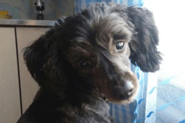 Dachshund Poodle Mix Personality and Temperament