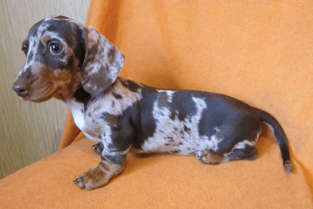 Dapple Dachshund Puppy