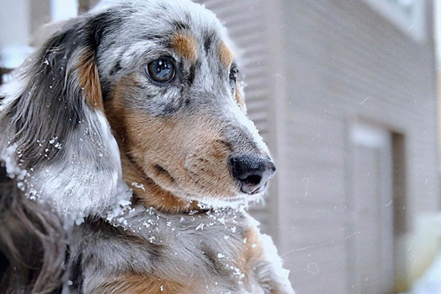 What is a Blue Dapple Dachshund?