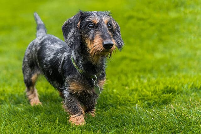 hairy or fluffy type of wire-haired dachshund