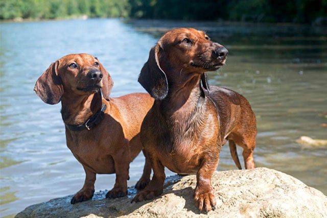 how can you tell between a male and female dog