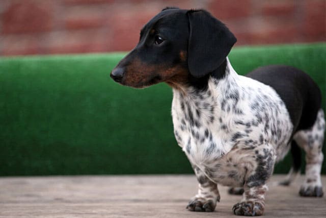 Piebald Dachshund Look Like