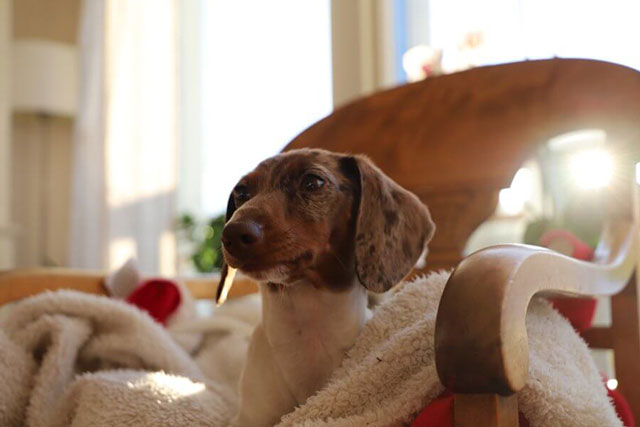 What Causes Piebald Pattern in Dachshunds? (Genetics)