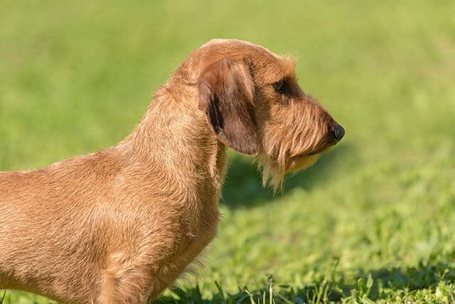 Red “pin-wired” haired Dachshund