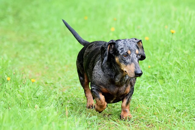 Standard Vs. Miniature Dachshund: Health