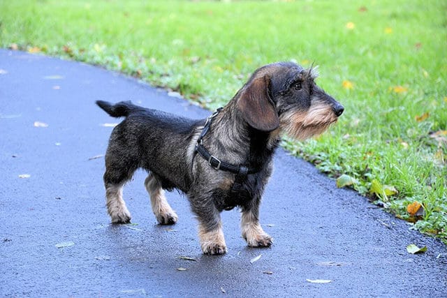 standard wire-haired dachshund