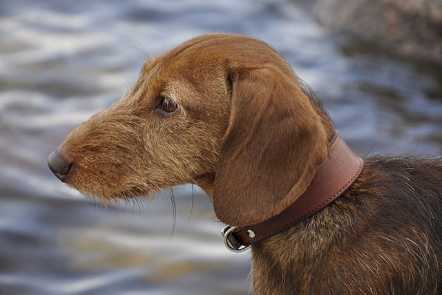 Which type of dachshund is more popular?