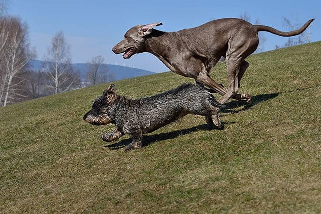 Wire-haired dachshund exercise and activity requirements