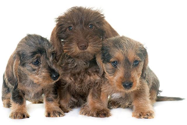 Wire-haired Dachshund Puppy