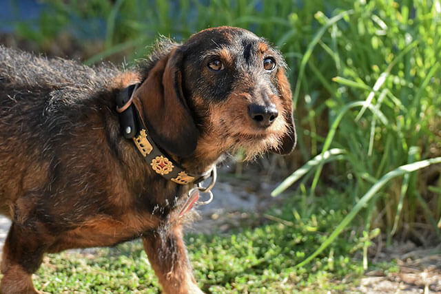 Wire-haired Dachshund Training Basics