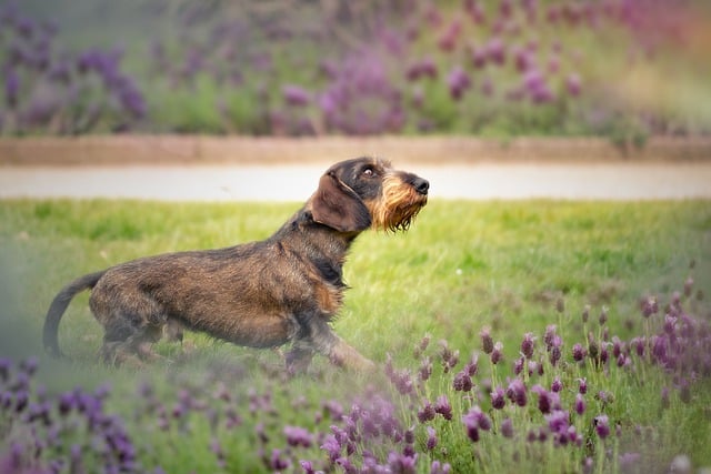 supplements for dachshunds