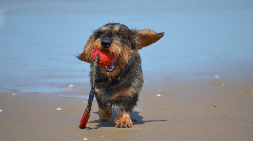 dachshund running