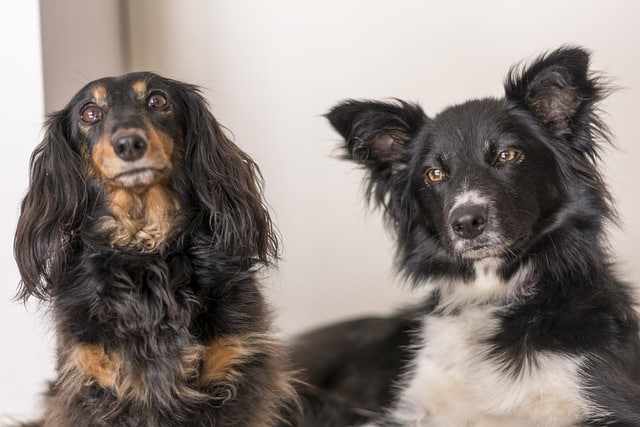 dachshund with other dog