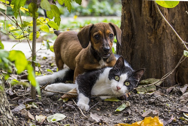 are dachshunds good with other pets